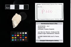 Foto (Objekt + Etikett) von Decapoda indet.  (NHMW-GEO-2014-0194-0160)